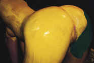 5105.jpg (55548 Byte)