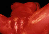 5108.jpg (54587 Byte)