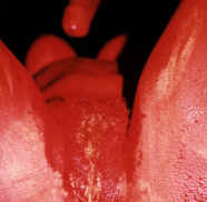 5109.jpg (79862 Byte)