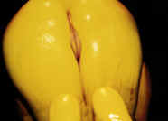 5110.jpg (56684 Byte)