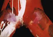 5111.jpg (84032 Byte)