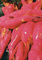 5408.jpg (33444 Byte)